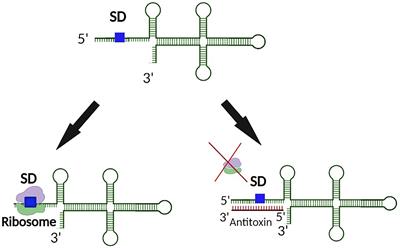 RNA Regulated Toxin-Antitoxin Systems in Pathogenic Bacteria